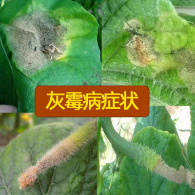 河南鄭州金水區腐霉利農藥批發與零售市場分析