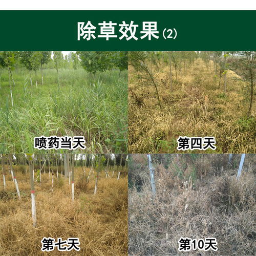常見除草劑種類、應用與選購指南 從敵草快到草甘膦全面解析